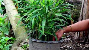 Perde içeren plastik kaplarda yabani otları ayıklamak