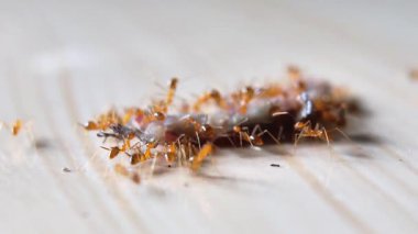 Bir grup kırmızı karınca seramik bir fayansta ölü bir kertenkele yiyor.