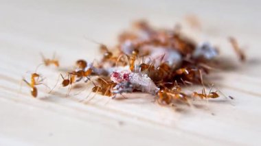 Bir grup kırmızı karınca seramik bir fayansta ölü bir kertenkele yiyor.
