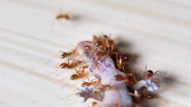 Bir grup kırmızı karınca seramik bir fayansta ölü bir kertenkele yiyor.