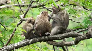 Macaca fascicularis (kera ekor panjang, monyet ekor panjang, uzun kuyruklu makak, yengeç yiyen maymun, cynomolgus macaque)