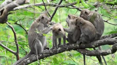 Macaca fascicularis (kera ekor panjang, monyet ekor panjang, uzun kuyruklu makak, yengeç yiyen maymun, cynomolgus macaque)