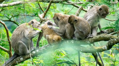 Macaca fascicularis (kera ekor panjang, monyet ekor panjang, uzun kuyruklu makak, yengeç yiyen maymun, cynomolgus macaque)
