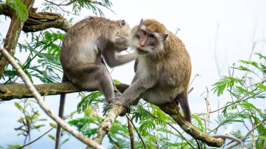 Macaca fascicularis (kera ekor panjang, monyet ekor panjang, uzun kuyruklu makak, yengeç yiyen maymun, cynomolgus macaque)