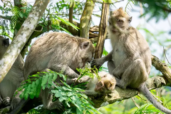 Macaca fascicularis (kera ekor panjang, monyet ekor panjang, uzun kuyruklu makak, yengeç yiyen maymun, cynomolgus macaque)