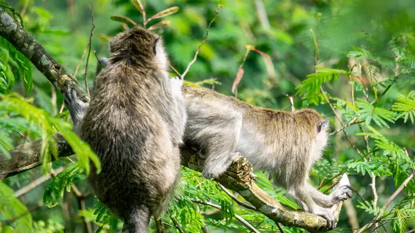 Macaca fascicularis (kera ekor panjang, monyet ekor panjang, uzun kuyruklu makak, yengeç yiyen maymun, cynomolgus macaque)