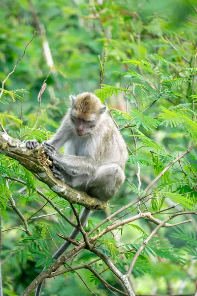 Macaca fascicularis (kera ekor panjang, monyet ekor panjang, uzun kuyruklu makak, yengeç yiyen maymun, cynomolgus macaque)