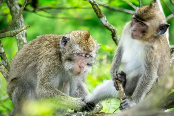 Macaca fascicularis (kera ekor panjang, monyet ekor panjang, uzun kuyruklu makak, yengeç yiyen maymun, cynomolgus macaque)