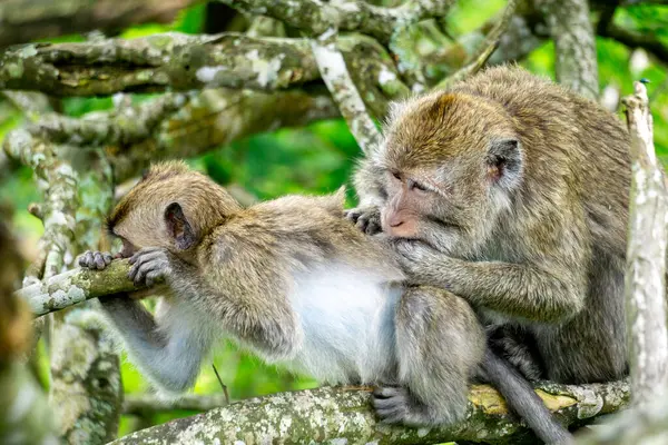 Macaca fascicularis (kera ekor panjang, monyet ekor panjang, uzun kuyruklu makak, yengeç yiyen maymun, cynomolgus macaque)
