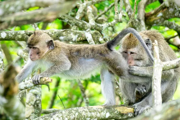 Macaca fascicularis (kera ekor panjang, monyet ekor panjang, uzun kuyruklu makak, yengeç yiyen maymun, cynomolgus macaque)