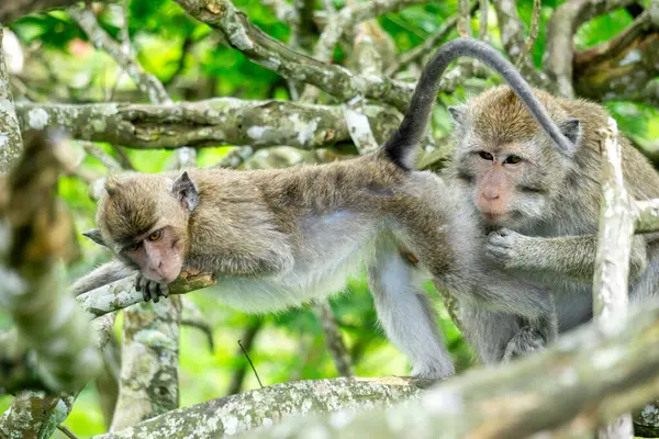 Macaca fascicularis (kera ekor panjang, monyet ekor panjang, uzun kuyruklu makak, yengeç yiyen maymun, cynomolgus macaque)