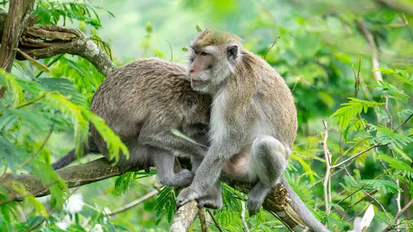 Macaca fascicularis (kera ekor panjang, monyet ekor panjang, uzun kuyruklu makak, yengeç yiyen maymun, cynomolgus macaque)