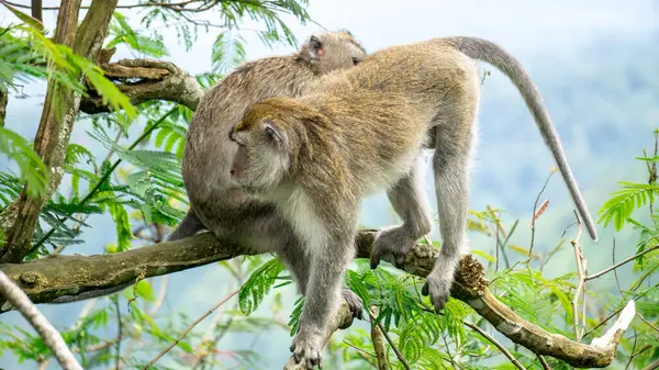 Macaca fascicularis (kera ekor panjang, monyet ekor panjang, uzun kuyruklu makak, yengeç yiyen maymun, cynomolgus macaque)