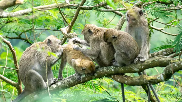 Macaca fascicularis (kera ekor panjang, monyet ekor panjang, uzun kuyruklu makak, yengeç yiyen maymun, cynomolgus macaque)