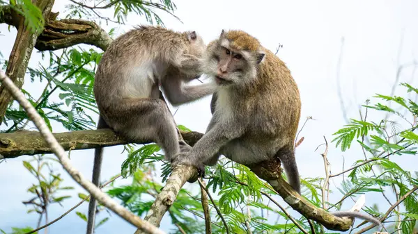 Macaca fascicularis (kera ekor panjang, monyet ekor panjang, uzun kuyruklu makak, yengeç yiyen maymun, cynomolgus macaque)
