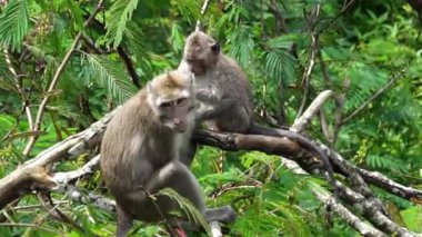 Macaca fascicularis (kera ekor panjang, monyet ekor panjang, uzun kuyruklu makak, yengeç yiyen maymun, cynomolgus macaque)