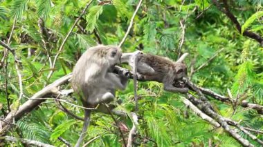 Macaca fascicularis (kera ekor panjang, monyet ekor panjang, uzun kuyruklu makak, yengeç yiyen maymun, cynomolgus macaque)