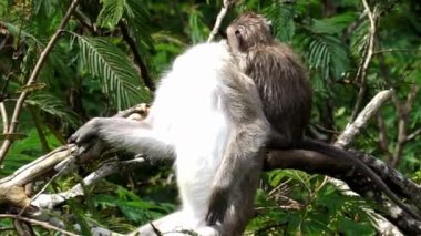 Macaca fascicularis (kera ekor panjang, monyet ekor panjang, uzun kuyruklu makak, yengeç yiyen maymun, cynomolgus macaque)