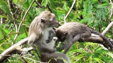Macaca fascicularis (kera ekor panjang, monyet ekor panjang, uzun kuyruklu makak, yengeç yiyen maymun, cynomolgus macaque)