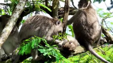 Macaca fascicularis (kera ekor panjang, monyet ekor panjang, uzun kuyruklu makak, yengeç yiyen maymun, cynomolgus macaque)
