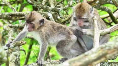 Macaca fascicularis (kera ekor panjang, monyet ekor panjang, uzun kuyruklu makak, yengeç yiyen maymun, cynomolgus macaque)