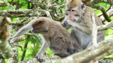 Macaca fascicularis (kera ekor panjang, monyet ekor panjang, uzun kuyruklu makak, yengeç yiyen maymun, cynomolgus macaque)