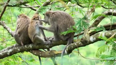Macaca fascicularis (kera ekor panjang, monyet ekor panjang, uzun kuyruklu makak, yengeç yiyen maymun, cynomolgus macaque)