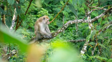 Macaca fascicularis (kera ekor panjang, monyet ekor panjang, uzun kuyruklu makak, yengeç yiyen maymun, cynomolgus macaque) ormanda bulunur.