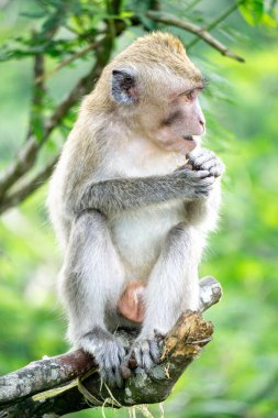 Macaca fascicularis (kera ekor panjang, monyet ekor panjang, uzun kuyruklu makak, yengeç yiyen maymun, cynomolgus macaque) ormanda bulunur.