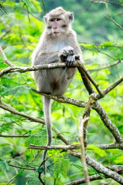 Macaca fascicularis (kera ekor panjang, monyet ekor panjang, uzun kuyruklu makak, yengeç yiyen maymun, cynomolgus macaque) ormanda bulunur.