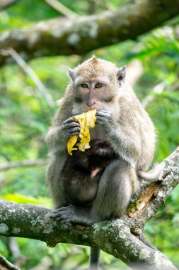 Macaca fascicularis (kera ekor panjang, monyet ekor panjang, uzun kuyruklu makak, yengeç yiyen maymun, cynomolgus macaque) ormanda bulunur.