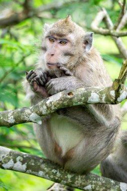 Macaca fascicularis (kera ekor panjang, monyet ekor panjang, uzun kuyruklu makak, yengeç yiyen maymun, cynomolgus macaque) ormanda bulunur.