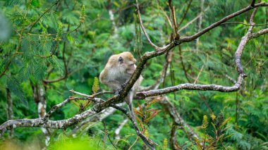 Macaca fascicularis (kera ekor panjang, monyet ekor panjang, uzun kuyruklu makak, yengeç yiyen maymun, cynomolgus macaque) ormanda bulunur.