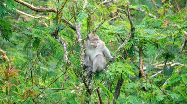 Macaca fascicularis (kera ekor panjang, monyet ekor panjang, uzun kuyruklu makak, yengeç yiyen maymun, cynomolgus macaque) ormanda bulunur.