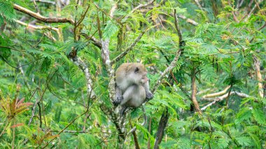 Macaca fascicularis (kera ekor panjang, monyet ekor panjang, uzun kuyruklu makak, yengeç yiyen maymun, cynomolgus macaque) ormanda bulunur.