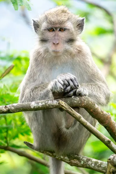 Macaca fascicularis (kera ekor panjang, monyet ekor panjang, uzun kuyruklu makak, yengeç yiyen maymun, cynomolgus macaque) ormanda bulunur.