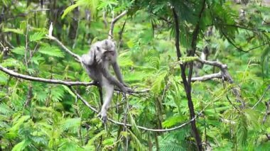 Macaca fascicularis (kera ekor panjang, monyet ekor panjang, uzun kuyruklu makak, yengeç yiyen maymun, cynomolgus macaque) ormanda bulunur.