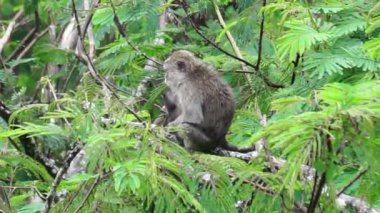 Macaca fascicularis (kera ekor panjang, monyet ekor panjang, uzun kuyruklu makak, yengeç yiyen maymun, cynomolgus macaque) ormanda bulunur.
