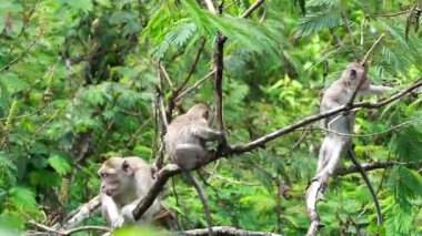 Macaca fascicularis (kera ekor panjang, monyet ekor panjang, uzun kuyruklu makak, yengeç yiyen maymun, cynomolgus macaque) ormanda bulunur.