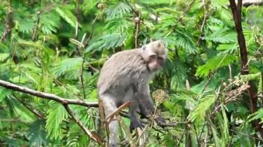 Macaca fascicularis (kera ekor panjang, monyet ekor panjang, uzun kuyruklu makak, yengeç yiyen maymun, cynomolgus macaque) ormanda bulunur.