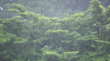 Şiddetli yağmurda rüzgarda hareket eden yapraklar