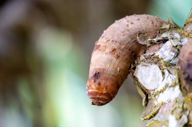 Doğal arka plana sahip mis kokulu Screwpine kökü (Pandanus fascicularis, Pandanus odorifer, Pandanus tectorius) kökü