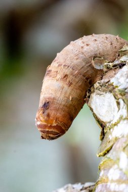 Doğal arka plana sahip mis kokulu Screwpine kökü (Pandanus fascicularis, Pandanus odorifer, Pandanus tectorius) kökü