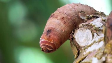 Doğal arka plana sahip mis kokulu Screwpine kökü (Pandanus fascicularis, Pandanus odorifer, Pandanus tectorius) kökü