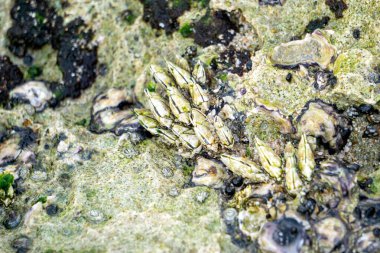 Mercanda midyeler. Midyeler, sadece deniz omurgasızlarıdır. Birçok tür sığ ve gelgit sularında yaşar. Yaklaşık 2 bin 100 tür tanımlanmıştır