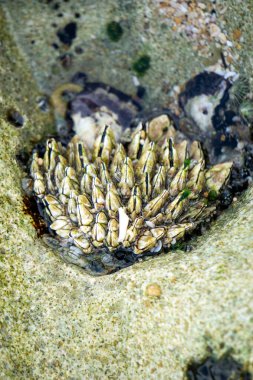 Mercanda midyeler. Midyeler, sadece deniz omurgasızlarıdır. Birçok tür sığ ve gelgit sularında yaşar. Yaklaşık 2 bin 100 tür tanımlanmıştır