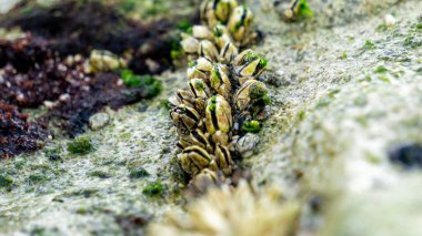 Mercanda midyeler. Midyeler, sadece deniz omurgasızlarıdır. Birçok tür sığ ve gelgit sularında yaşar. Yaklaşık 2 bin 100 tür tanımlanmıştır