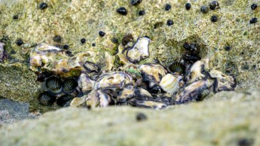 İstiridyeler mercanlara bağlıdır. İstiridye, deniz veya tuzlu su habitatlarında yaşayan tuzlu su bikapakçığı yumuşakçalarının çeşitli ailelerinin yaygın adıdır..