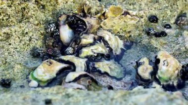 İstiridyeler mercanlara bağlıdır. İstiridye, deniz veya tuzlu su habitatlarında yaşayan tuzlu su bikapakçığı yumuşakçalarının çeşitli ailelerinin yaygın adıdır..