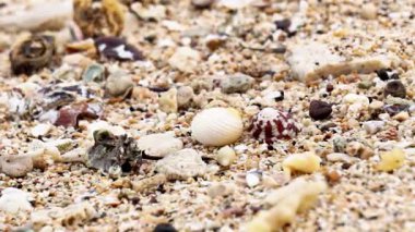 Münzevi yengeç sahilde yürüyor. Kumsalda kumlu